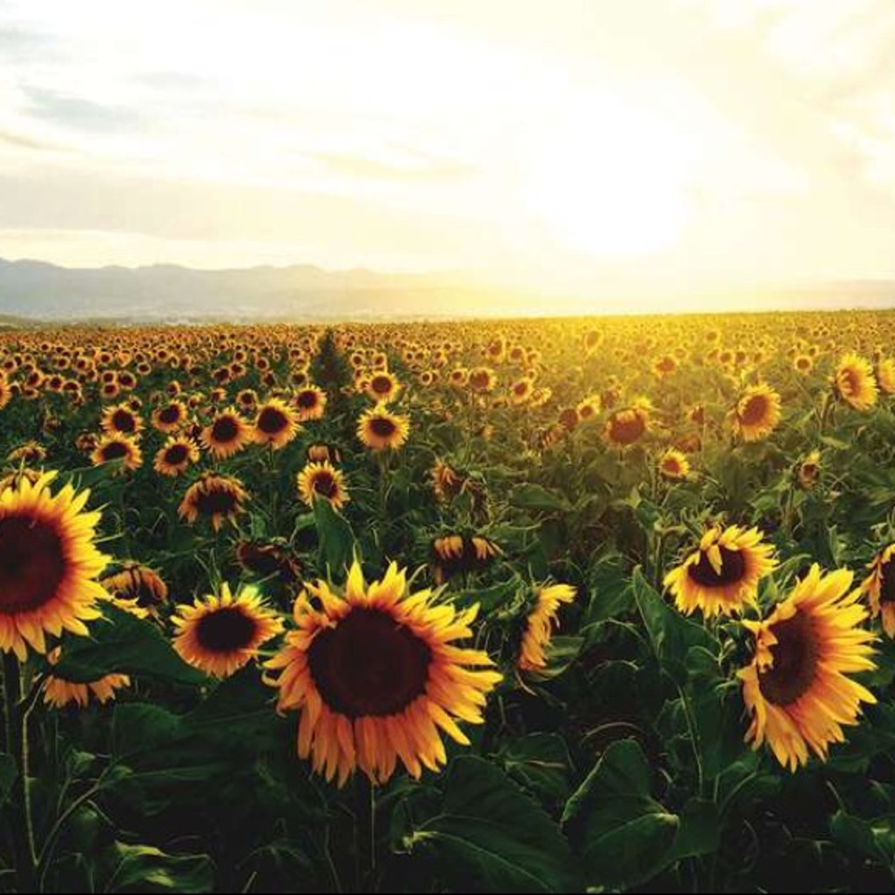 🌻🌻🌻🌻